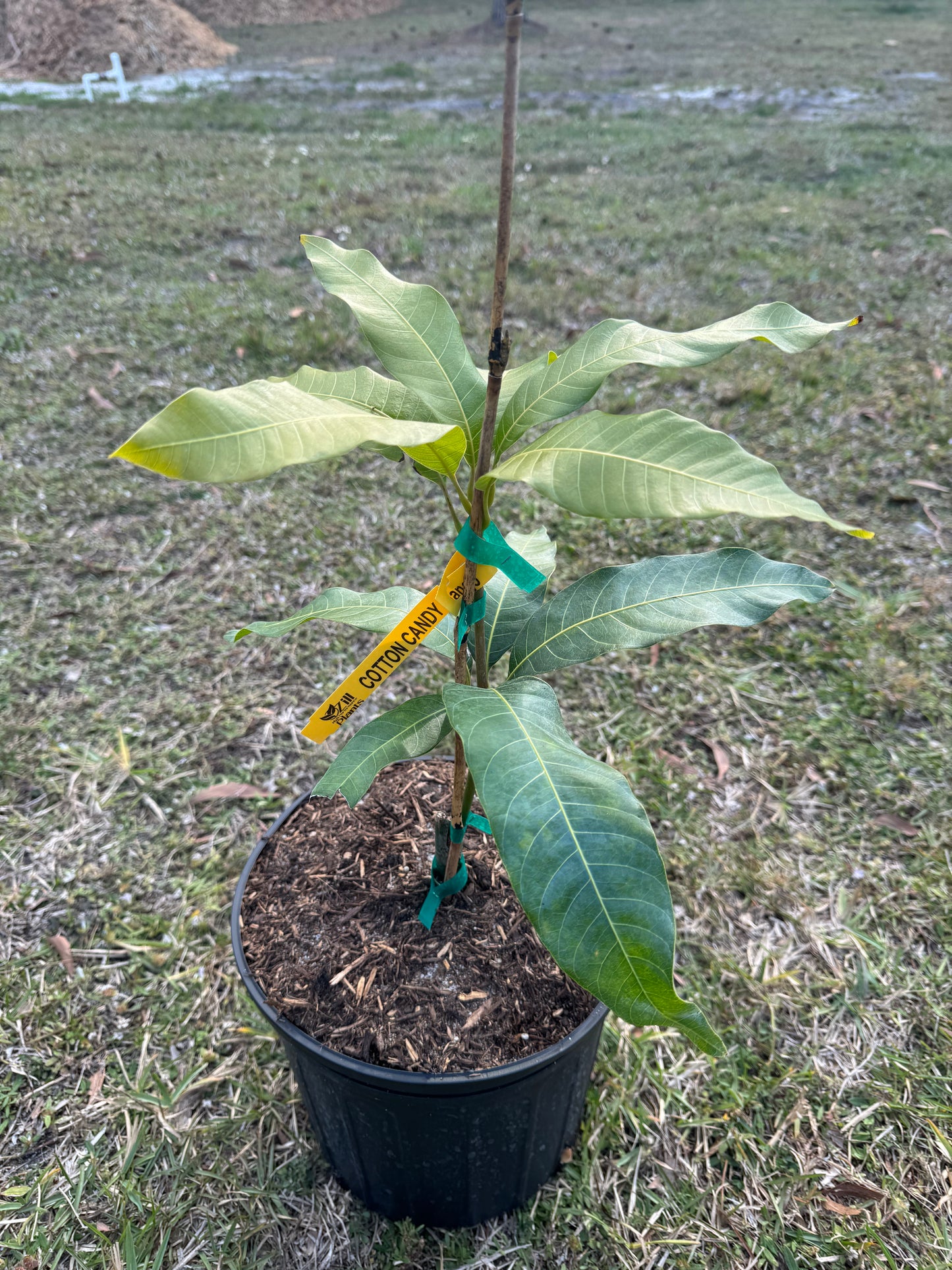 Cotton Candy Mango Tree 3 Gallon