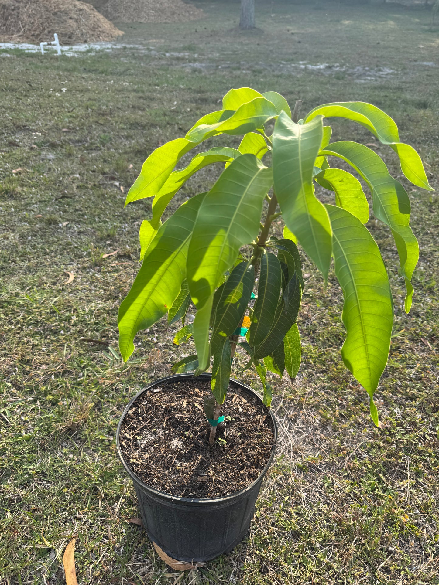 Sweet Tart Mango Tree 3 Gallon
