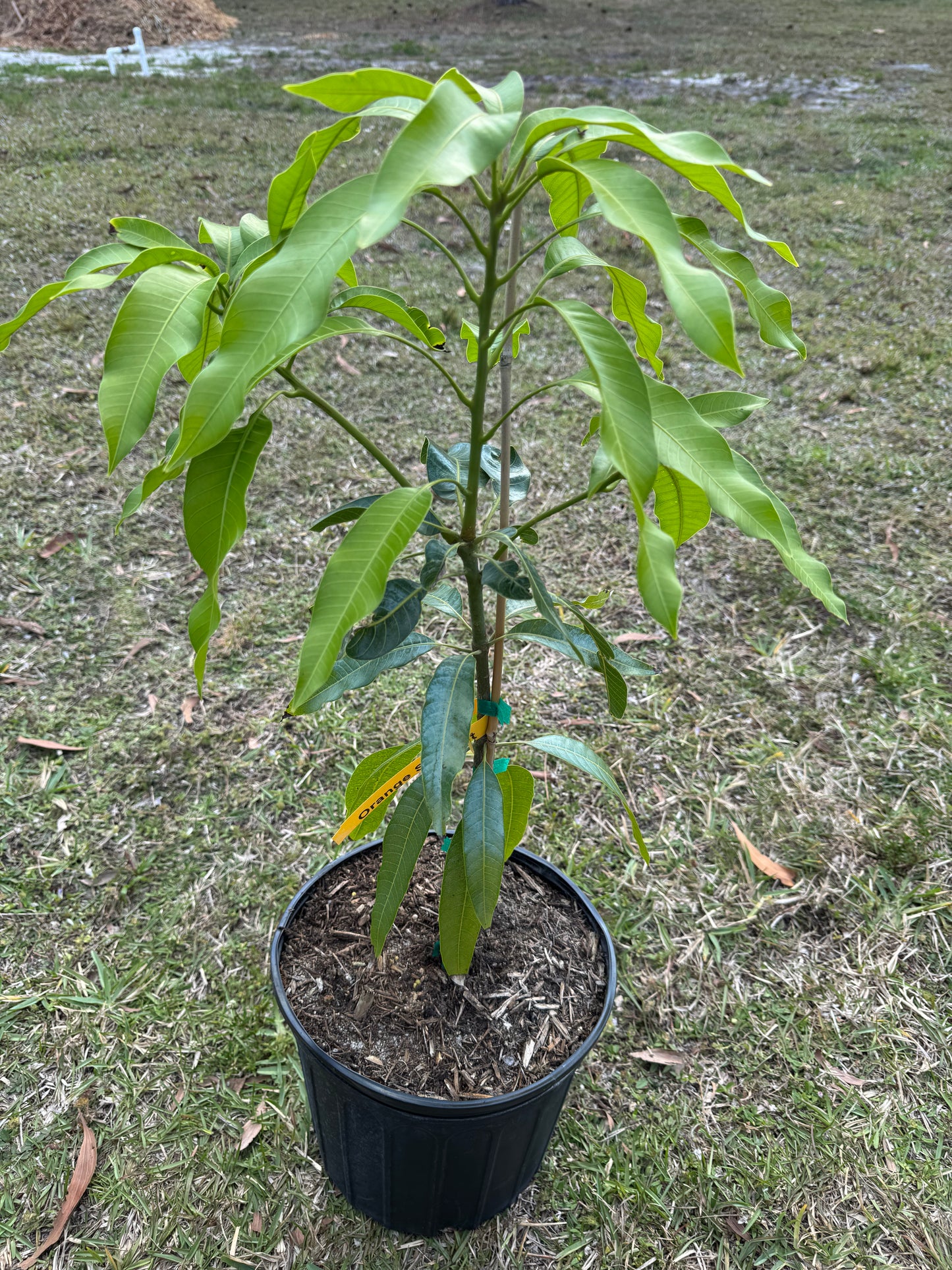 Orange Sherbet Mango Tree 3 Gallon
