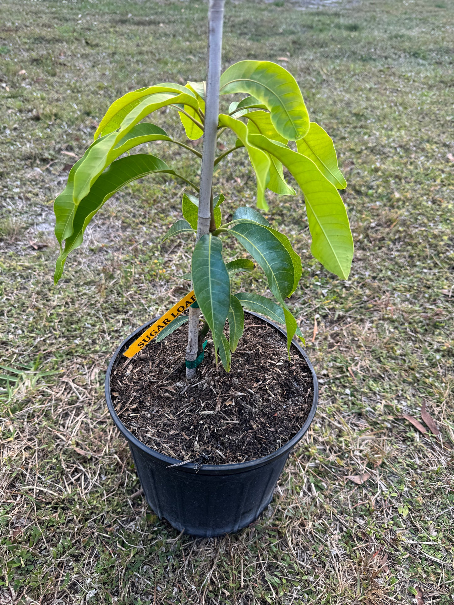 Sugar Loaf Mango Tree 3 Gallon