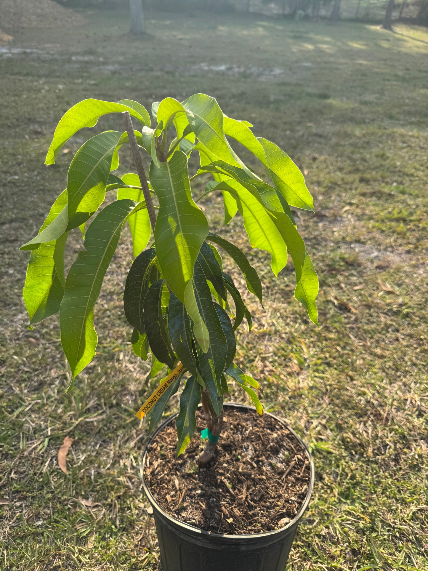 Coconut Cream Mango Tree 3 Gallon
